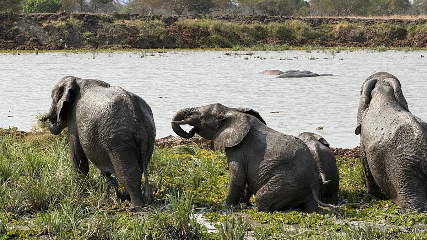 Elephants wildlife experience in the Morogoro region