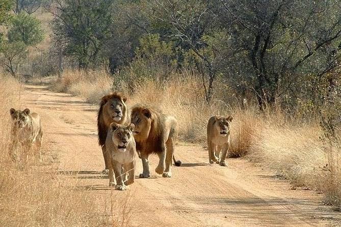 Lions wildlife experience in the Morogoro region